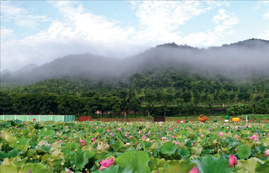 余村荷花池景色秀美。