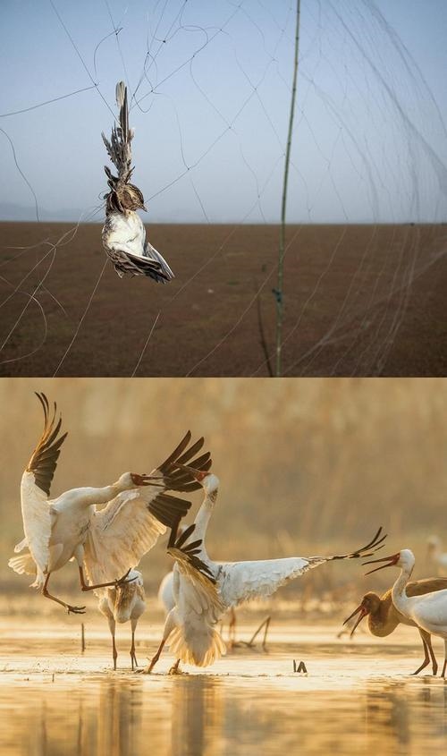 拼版圖片：圖為2011年和2023年鄱陽(yáng)湖區(qū)的變化，曾經(jīng)湖區(qū)內(nèi)分布有捕鳥(niǎo)網(wǎng)，如今人與自然和諧共生的理念深入人心。攝影：傅建斌 周海燕 制作：賈稀荃