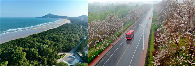 拼版照片：左圖為位于東山縣金鑾灣沿岸的木麻黃防護(hù)林帶（無人機(jī)照片，新華社記者 姜克紅 攝）；右圖為2021年4月20日在蘭考縣焦裕祿干部學(xué)院附近拍攝的泡桐花（無人機(jī)照片，新華社記者 郝源 攝）。