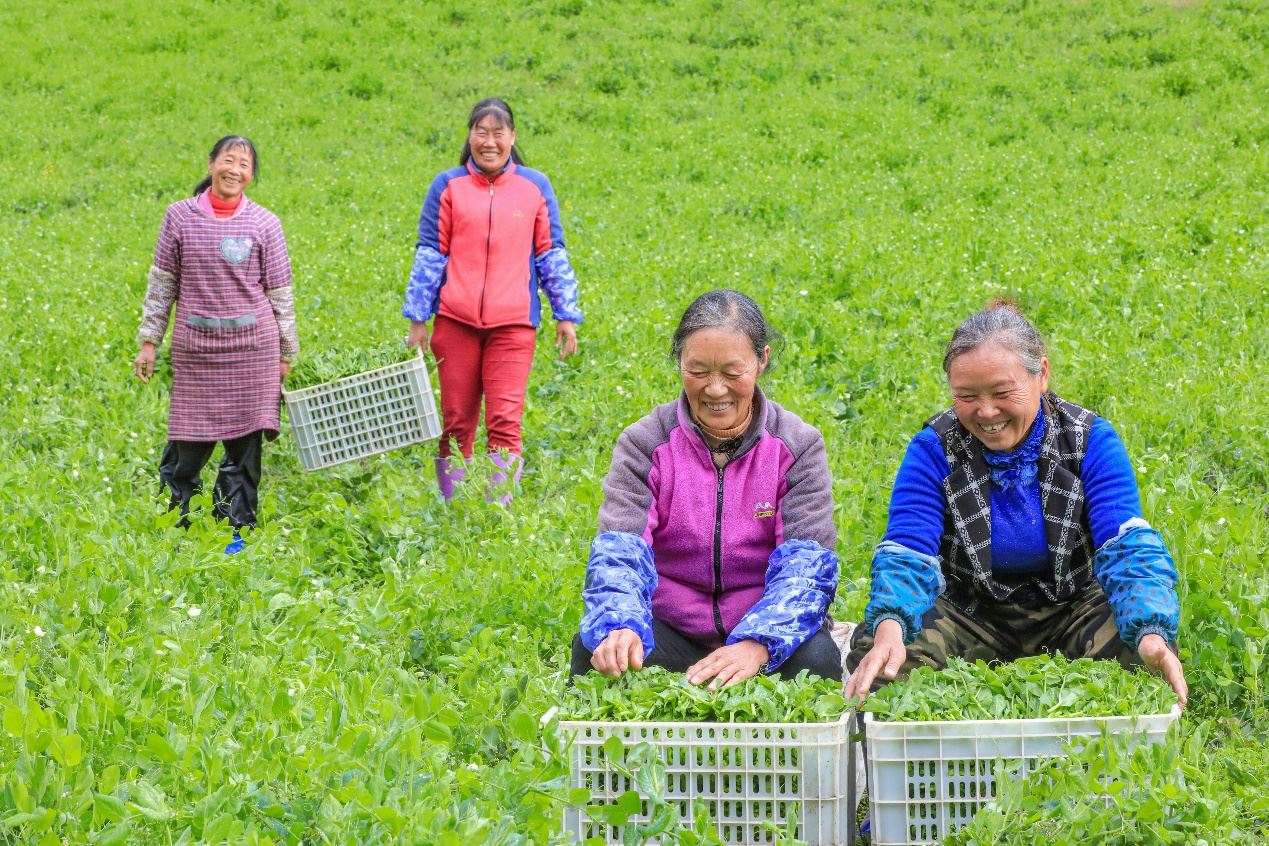 在四川省阿壩藏族羌族自治州馬爾康市馬爾康鎮(zhèn)納足村，當季蔬菜喜獲豐收，群眾正在忙著采收、裝箱供應市場。來源：人民圖片