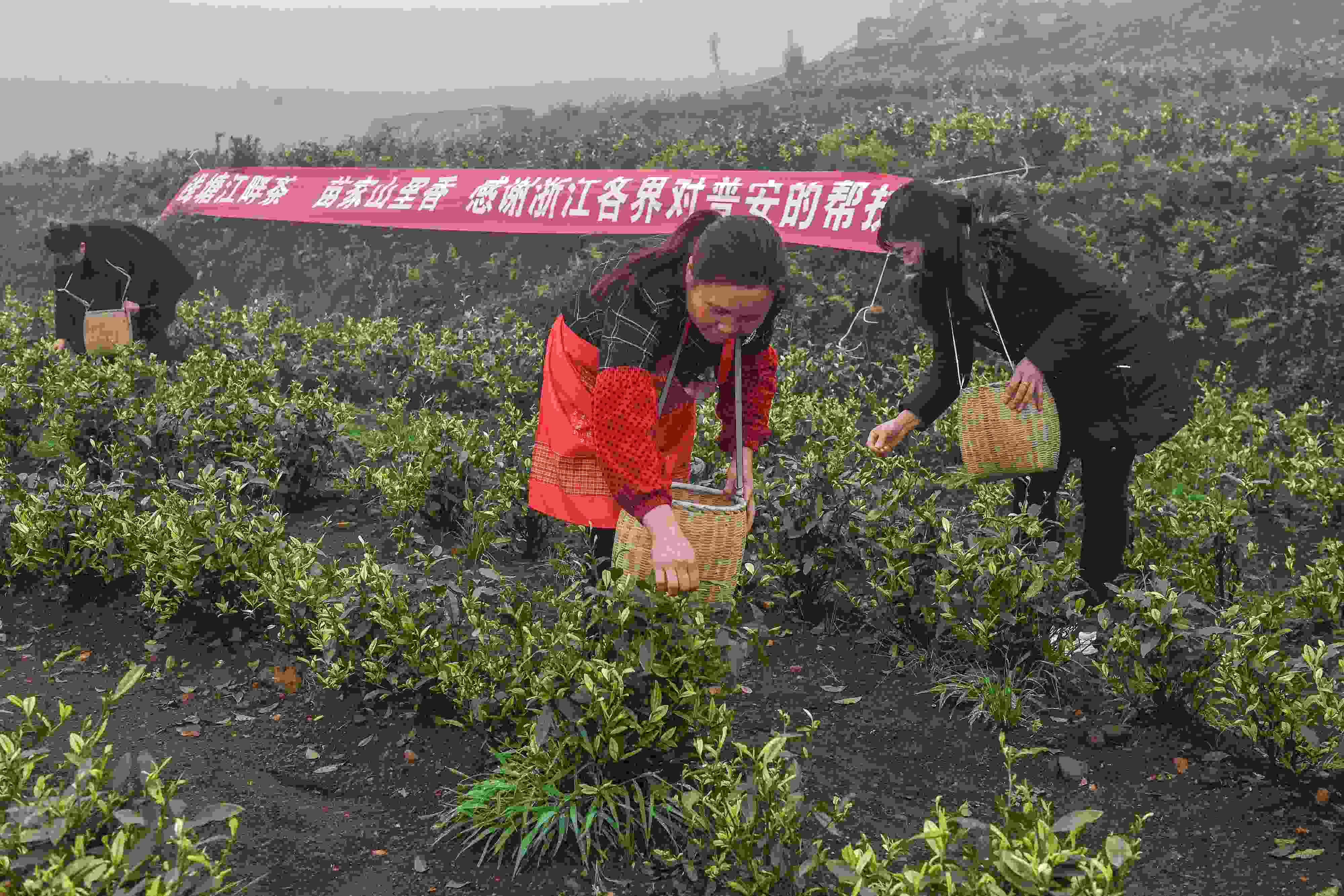 2021年4月14日，工人在貴州省黔西南州普安縣地瓜鎮(zhèn)屯上村“白葉一號”感恩茶園采茶。這片茶園由浙江省安吉縣捐贈(zèng)。