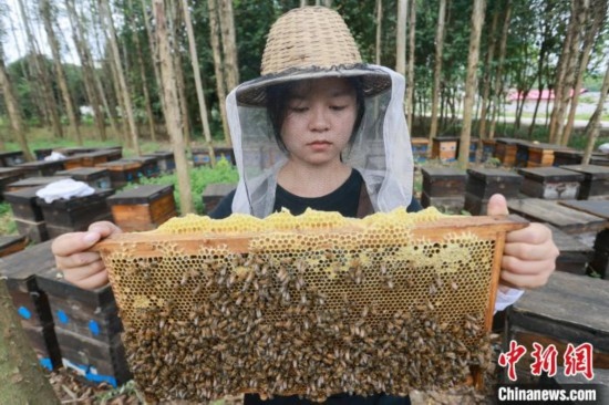 吳素英查看蜂蜜產(chǎn)蜜情況。湯曉逵 攝