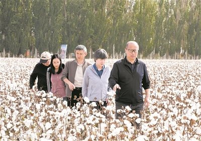 李召虎團(tuán)隊(duì)成員在棉田了解試驗(yàn)情況。 受訪單位供圖