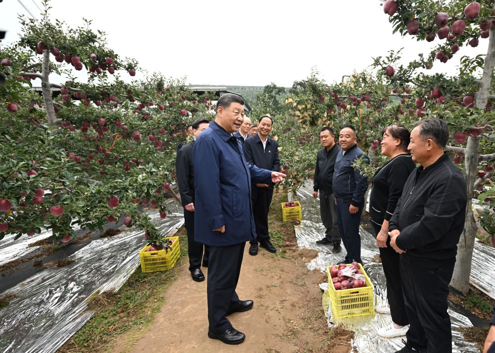 2024年9月11日，習(xí)近平在甘肅省天水市麥積區(qū)南山花牛蘋果基地考察時，走進果林了解相關(guān)種植、技術(shù)和管理情況。習(xí)近平指出：“經(jīng)過70多年培育發(fā)展，花牛蘋果品牌更響亮了。要加強品種保護和培育，優(yōu)化種植方式，創(chuàng)新營銷模式，把這個特色產(chǎn)業(yè)做得更大，帶動更多群眾增收致富?！? width=