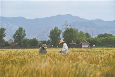 圖為中國(guó)農(nóng)業(yè)大學(xué)師生在該校上莊實(shí)驗(yàn)站開展小麥育種工作。馬文哲攝