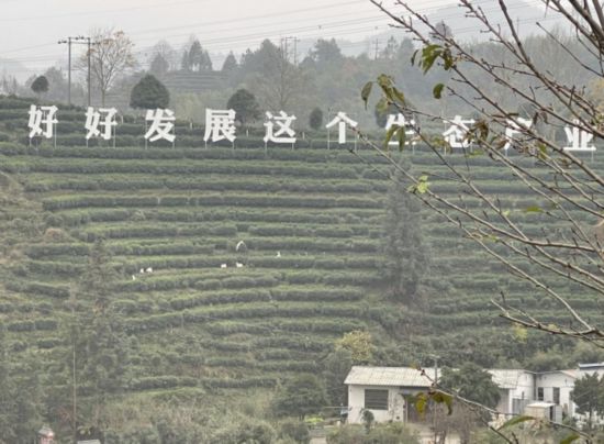 景寧畬族自治縣澄照鄉(xiāng)三石村馬嶺頭茶葉基地。劉軍國(guó)攝