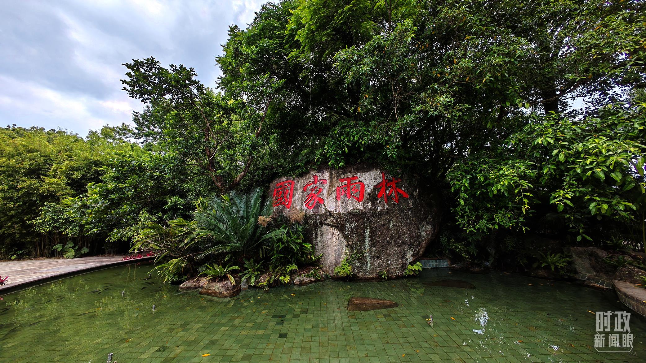 海南熱帶雨林國(guó)家公園。（總臺(tái)央視記者彭漢明拍攝）