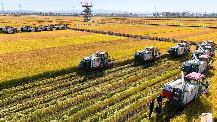 2024年9月22日，在黑龍江省重要糧食產(chǎn)區(qū)哈爾濱市方正縣的稻田中，農(nóng)機開啟“黑龍江秋收第一鐮”作業(yè)（無人機照片）。新華社記者 王松 攝
