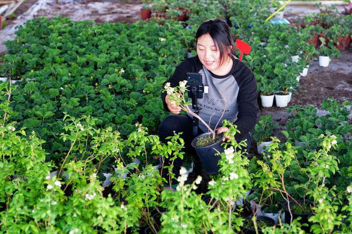 2024年4月27日，在山東省惠民縣姜樓鎮(zhèn)立冉果蔬種植合作社，工作人員在直播賣藍(lán)莓苗。新華社記者 郭緒雷 攝