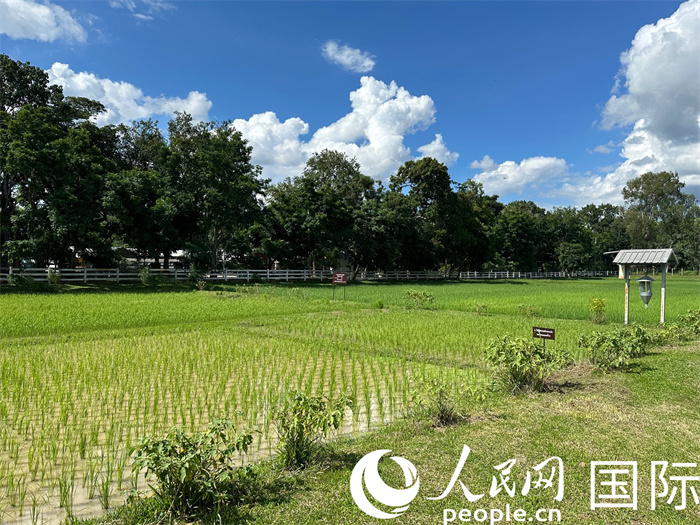 泰國(guó)沙功那空省水稻種植示范基地。人民網(wǎng)記者 簡(jiǎn)承淵攝