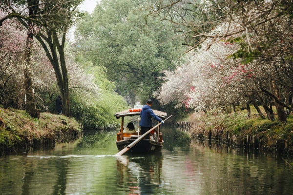 杭州西溪濕地，河岸梅花盛開(kāi)。圖片來(lái)源：視覺(jué)中國(guó)