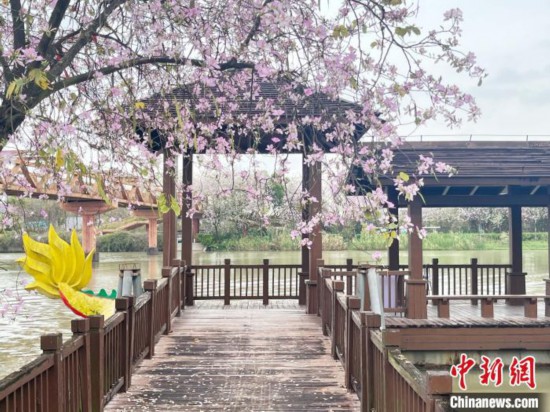 3月7日，廣州海珠國家濕地公園宮粉紫荊花海吸引游人。中新社記者 許青青 攝