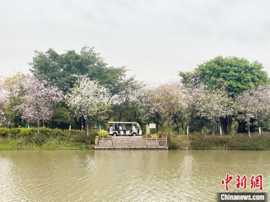 3月7日，廣州海珠國家濕地公園宮粉紫荊花海吸引游人。中新社記者 許青青 攝