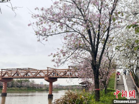 3月7日，廣州海珠國家濕地公園宮粉紫荊花海吸引游人。中新社記者 許青青 攝