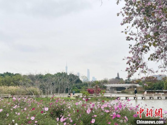 每年三月，廣州海珠國家濕地公園迎來最具標(biāo)志性的景觀之一——宮粉紫荊花海，公園內(nèi)的石榴崗河沿岸兩側(cè)，數(shù)千株宮粉紫荊綿延3.2公里，粉紅與粉白的花朵交織如云，頗為浪漫。據(jù)悉，宮粉紫荊因其耐濕性強、花期長的特性，是廣州海珠國家濕地公園生態(tài)修復(fù)的優(yōu)選樹種。近年來通過科學(xué)管養(yǎng)，花量相較往年明顯增加，盛花期持續(xù)近一個月時間，預(yù)計浪漫景致將延續(xù)至清明前。圖為3月7日，廣州海珠國家濕地公園宮粉紫荊花海吸引游人。中新社記者 許青青 攝
