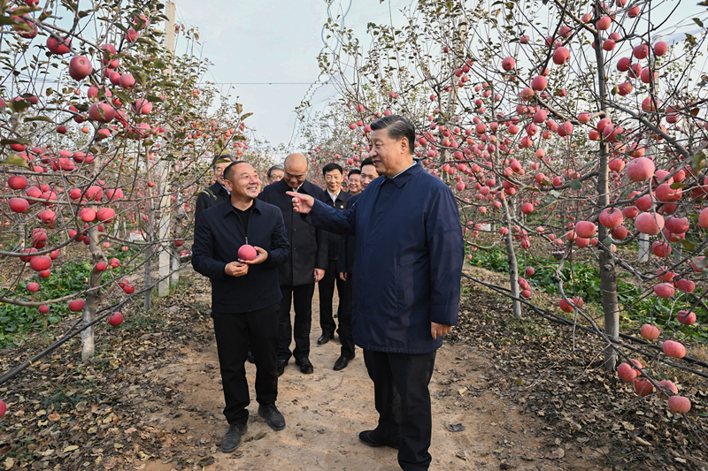 2022年10月26日，習(xí)近平總書記在陜西省延安市安塞區(qū)高橋鎮(zhèn)南溝村的蘋果園里同老鄉(xiāng)們親切交流。