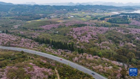 清鎮(zhèn)市紅楓湖鎮(zhèn)右二村旁的道路與花海相映（4月5日攝，無(wú)人機(jī)照片）。