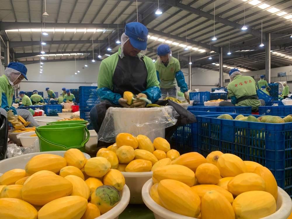 2023年3月7日，工作人員在柬埔寨磅士卑省的中寶（柬埔寨）食品科技有限公司處理芒果。自區(qū)域全面經(jīng)濟(jì)伙伴關(guān)系協(xié)定（RCEP）生效實(shí)施以來(lái)，柬埔寨的農(nóng)產(chǎn)品正在更加便利地進(jìn)入中國(guó)市場(chǎng)。