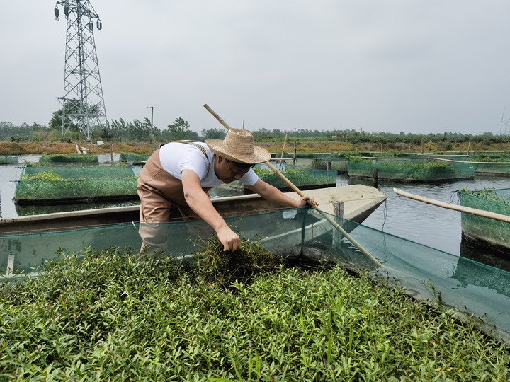 陳樹在湖北省仙桃市剅河鎮(zhèn)余腦村黃鱔繁育基地觀察黃鱔長勢。新華社記者宋立崑 攝
