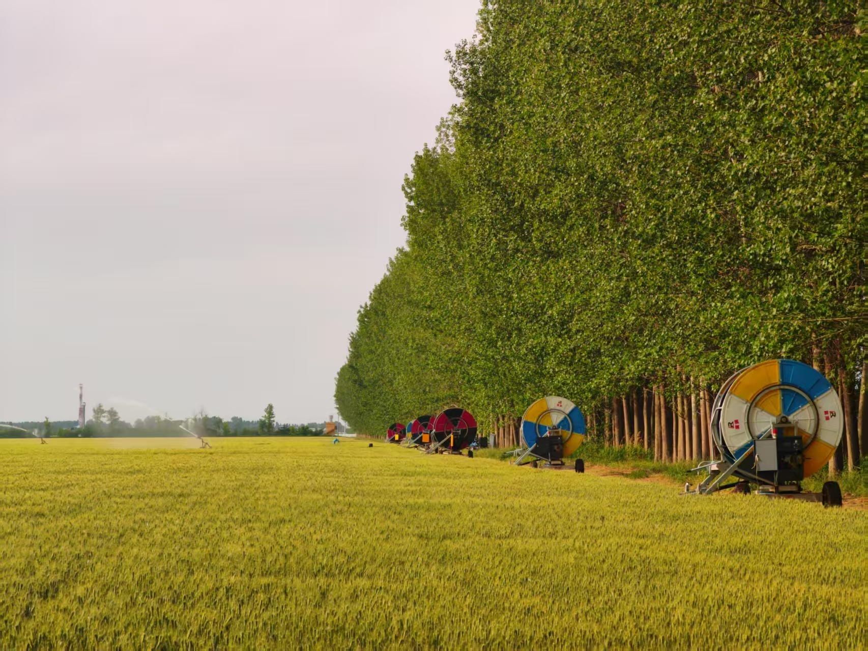 陜西華陰市華西鎮(zhèn)農(nóng)墾農(nóng)場正在作業(yè)的卷盤式噴灌機。受訪者供圖