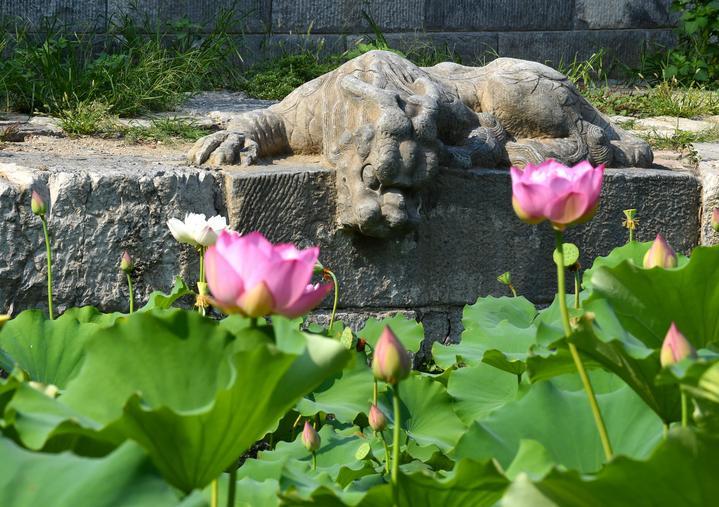 萬(wàn)寧橋位于北京地安門(mén)外大街中部、什剎海東岸，是北京中軸線上最古老的橋梁，至今已有700多年歷史。近年來(lái)，北京市持續(xù)為萬(wàn)寧橋“瘦身減負(fù)”，橋體風(fēng)貌得以完整展現(xiàn)，方便游客走近欣賞，深入了解古橋承載的價(jià)值和內(nèi)涵。這是2023年7月18日拍攝的北京萬(wàn)寧橋橋東的鎮(zhèn)水獸。